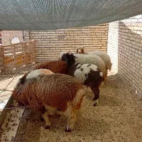 بره نر و ماده