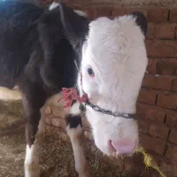 گوساله نژاد دار