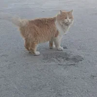 گربه گمشده (پرشین)|گربه|زاهدان, |دیوار