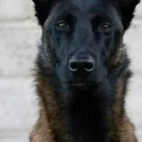 سگ مالینویز وارداتی نگهبان شناسنامه دار