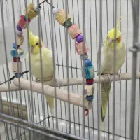 جفت عروس هلندی