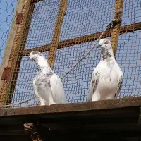 کبوتر پروازی