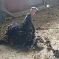 بوقلمون جوجه دار