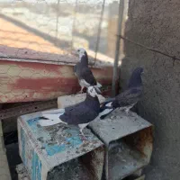 جوجه کبوتر تازه دون خور|پرنده|ابریشم, |دیوار