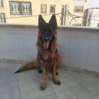 سگ ژرمن جهت کشش(جفت گیری)|سگ|یزد, |دیوار