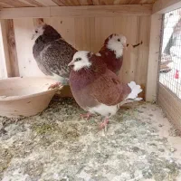 شازده ابلغ|پرنده|قم, ولیعصر|دیوار