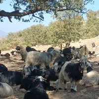 بز فروشی|حیوانات مزرعه|منج, |دیوار