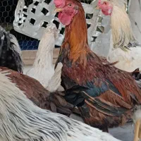 خروس