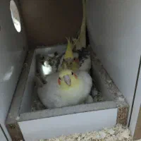 جفت مولد عروس هلندی لوتینو