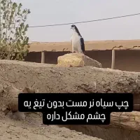 کبوتر پرنده چپ سیاه