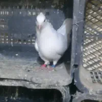 سلام ۳جفت کبوتر به فروش میرسد|پرنده|شاهرود, |دیوار