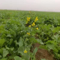 شوش-روستای-دوسلق