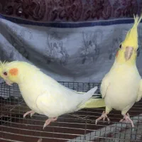 سلام دو عدد عروس هلندی|پرنده|ایرانشهر, |دیوار