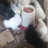 فروش حدود۳۰ عدد مرغ ابریشمی|حیوانات مزرعه|اصفهان, کشاورزی|دیوار