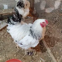 دوتا مرغ ویک خروس برهما|حیوانات مزرعه|سنگر, |دیوار