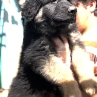 فروش سگ ژرمن شپرد شولاین محافظ|سگ|اصفهان, جلفا|دیوار