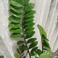 گل و گیاه|گل و گیاه طبیعی|بندر ماهشهر, |دیوار