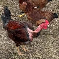 خروس و مرغ معاوضه با اردک