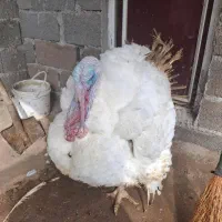 بقلمون گوشتی