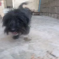 معافظه باقابلمه|سگ|یاسوج, |دیوار