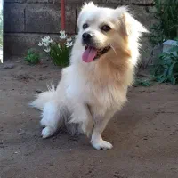 فروش یک جفت سگ پاکوتاه|سگ|کیاشهر, |دیوار