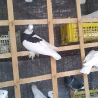 کبوتر فروشی