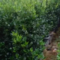 ثرو تلای|گل و گیاه طبیعی|معمولان, |دیوار