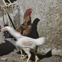 جفت مرغ و خروس