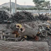 خریدار انواع درخت وچوب بصورت نقدی. انباردار