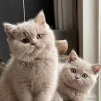 بچه گربه اسکاتیش و بریتیش