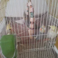 آروم|پرنده|کرج, کوی امامیه|دیوار