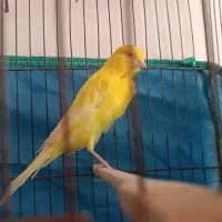 قناری رسمی بلند نر مست