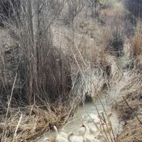 قوغاز سفید جوان