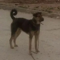 سگی گله ای