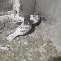 باسلام فروش کبوتر کله سرخ۶۰۰تومان|پرنده|اصفهان, الهیه|دیوار