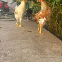 با سلام خدمت دوستان عزیز دو عدد خروس زینتی فروشی