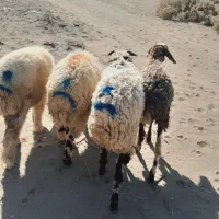 ۴راس بره نر