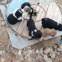 طوله سگ محلی