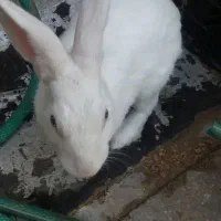 خرگوش سفید چشم آبی|موش و خرگوش|کازرون, |دیوار