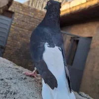 نر ماده زاغ دم اسبی|پرنده|خرم‌آباد, |دیوار