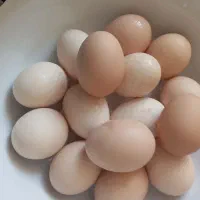 تخم مرغ محلی