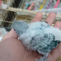 جوجه طوطی برزیلی|پرنده|قدس, شهرقدس|دیوار