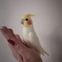 جفت عروس هلندی تخم گذار