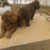 واگذاری ی جفت توله سرخ|سگ|دهاقان, |دیوار