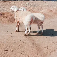 بره ماده چینی دوقلو