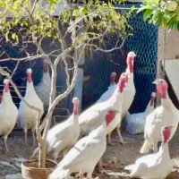 بوقلمون|حیوانات مزرعه|تهران, مشیریه|دیوار