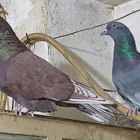 کبوتر