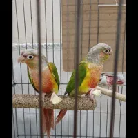 طوطی گرینچیک|پرنده|تهران, مسعودیه|دیوار