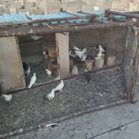 کبوتر لوتی و تهرانی