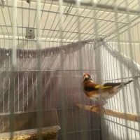 سره چهار گل|پرنده|ری, علایین|دیوار